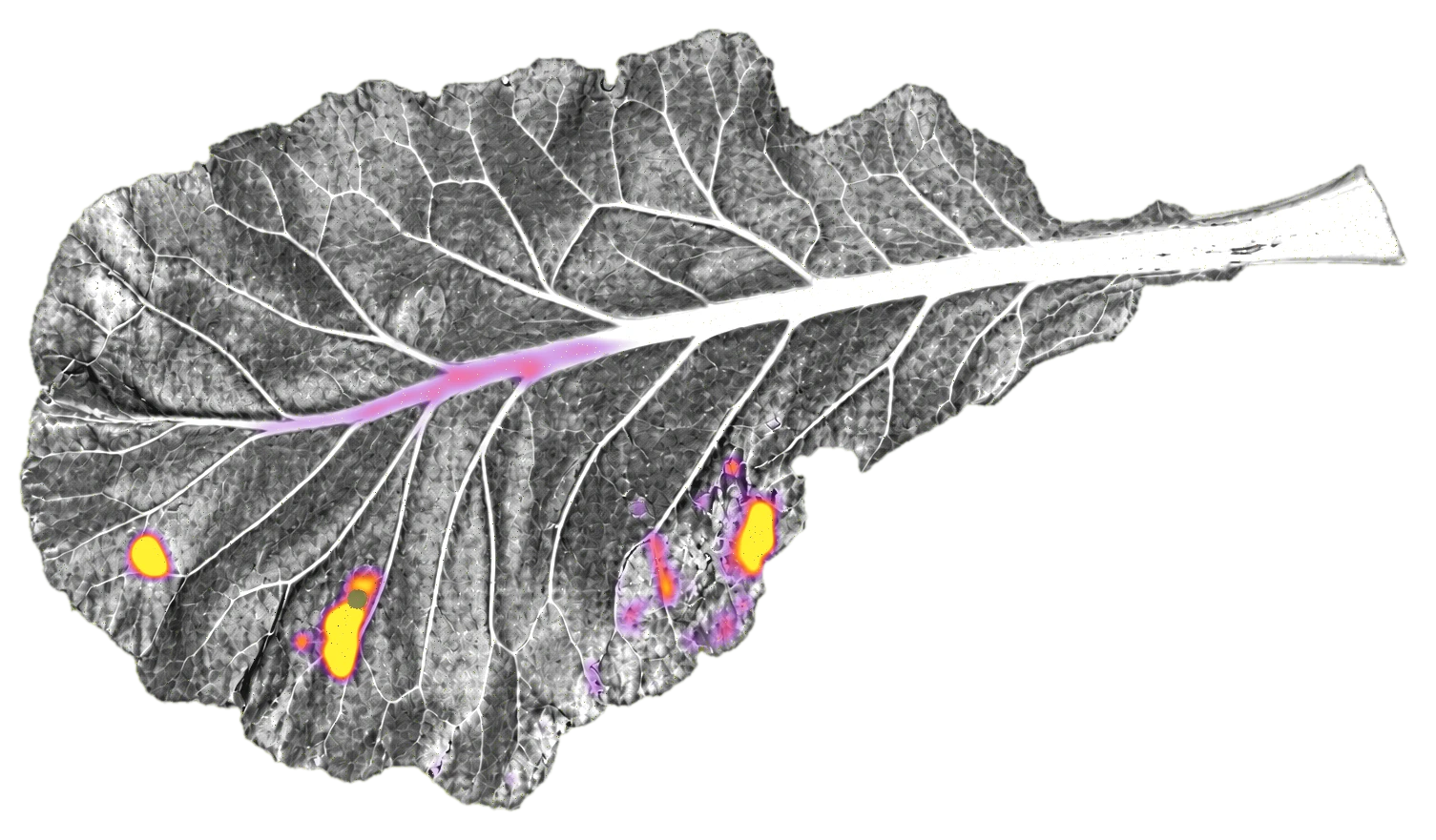 Spectral anomaly map of the leaf, with several regions highlighted in yellow and magenta