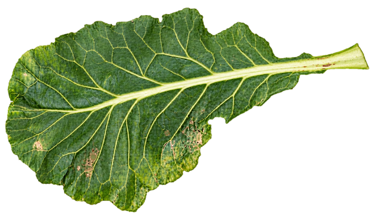 The same leaf as seen by the eye
